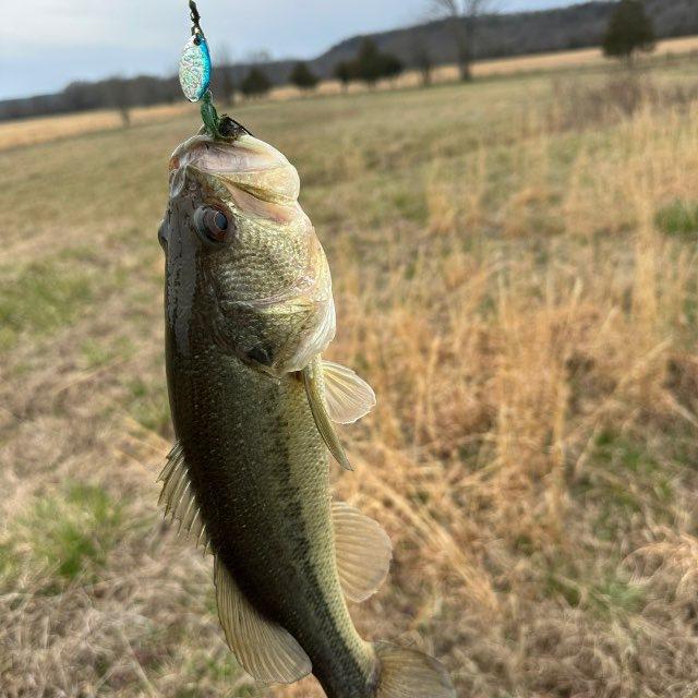 Bear Tooth Bayou Outdoors