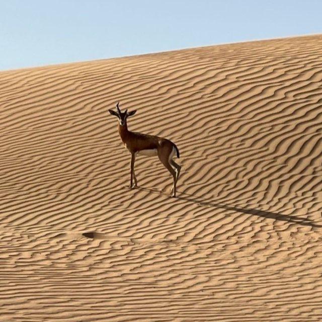 قافلة المتصدقين