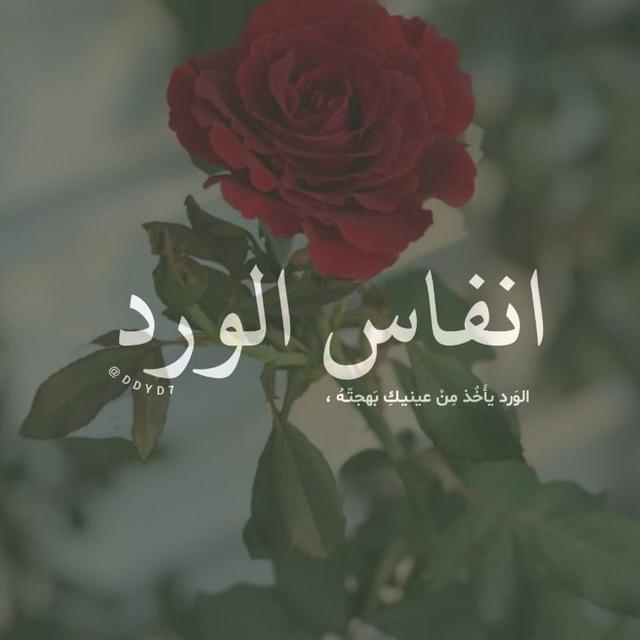 صباح الخير ، انفاس الورد