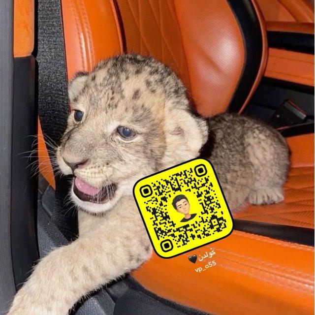 𝐀𝐈𝐄𝐗 🐆🖤
