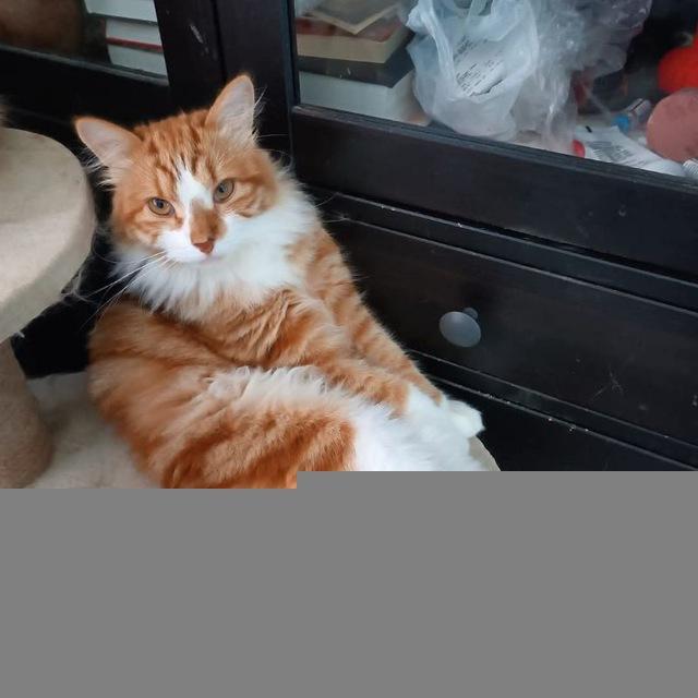 Evert_cats Кошка в дом - счастье в нем