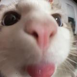 Daily Animals