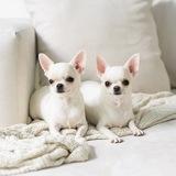 Chihuahua Dolche Paese