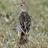 Ethiopian Birds & Bird photography