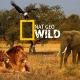National Geographic Wild