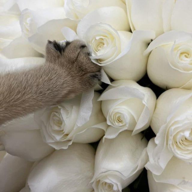 𝒾𝓇𝓈💌