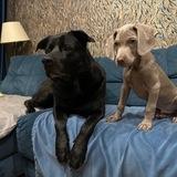 The life of two dogs🐾