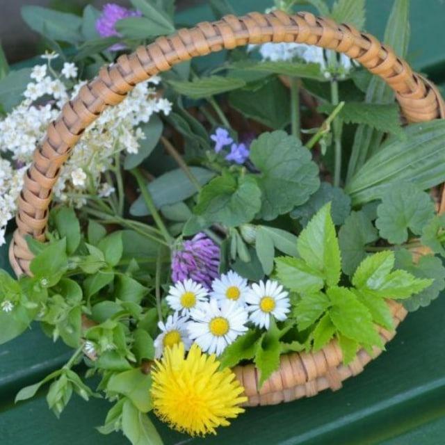 PHYTOTHERAPIE - KRÄUTERWISSEN - NATÜRLICHE ARTGERECHTE MITTEL & WEGE