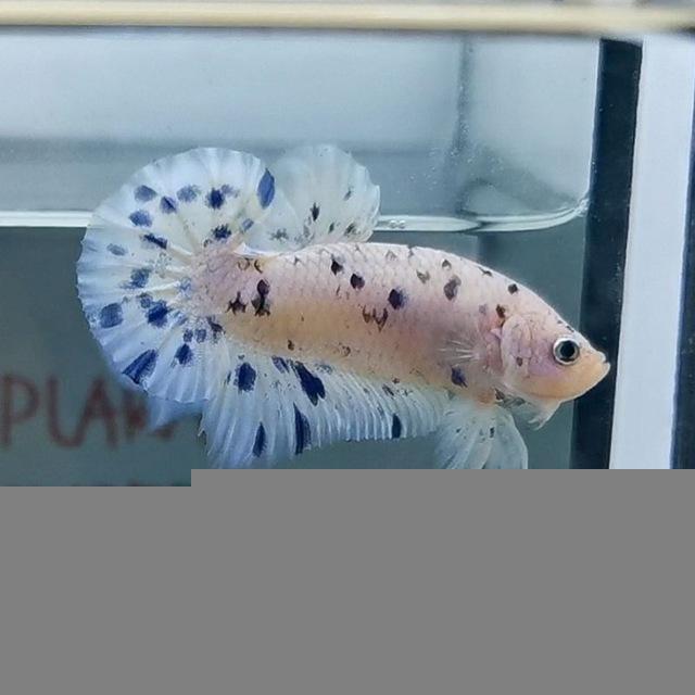 Elite Tropical Betta (Bid &Lock)