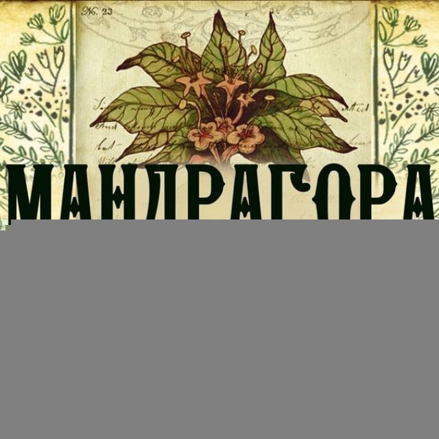Мандрагора