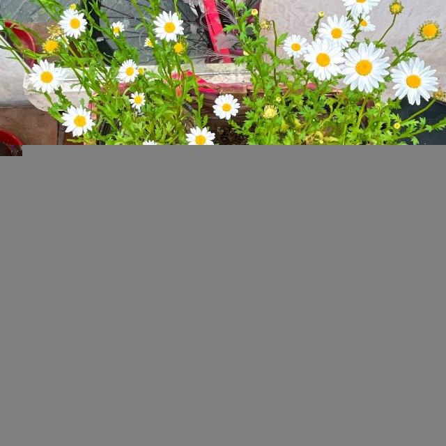 چیزی شبیه نخی در باد
