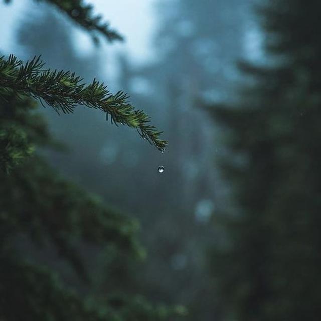 Petrichor