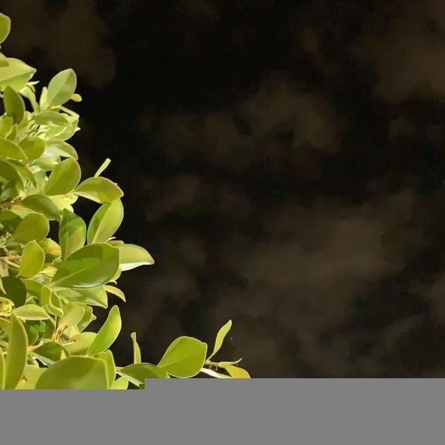 شطب ريحان 🌿