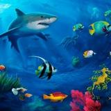 Подводный мир🐠🐟🐬 Аквариумистика Ташкент