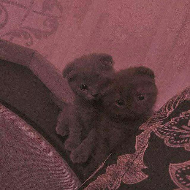 Девушки в хиджабе/в никабе