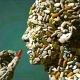 Pharmacy COC Question's and General knowledge for pharmacist