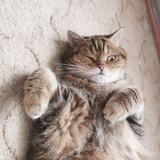 Коты и кошка Крамника