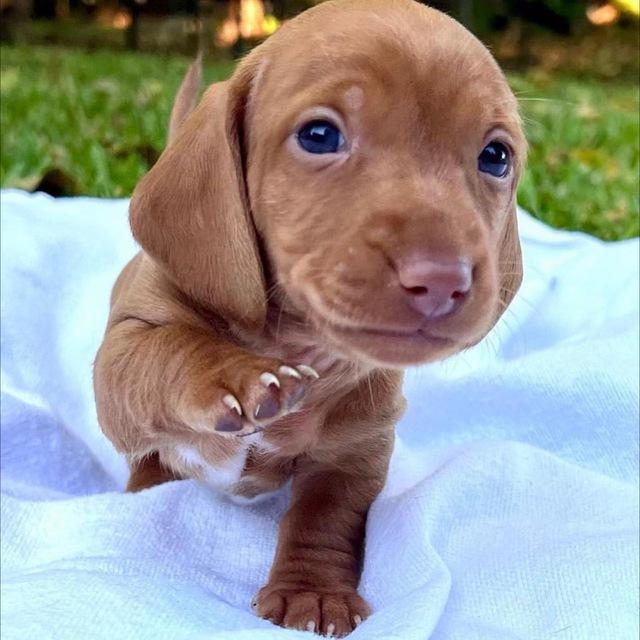Mini dachshunds for sale 🐾