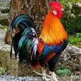 ស្តេចបក្សីគោលចោមចៅ🌾🐓
