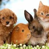 Animals❤️‍🔥Love