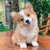 🐶小狗🐶投稿社🦴
