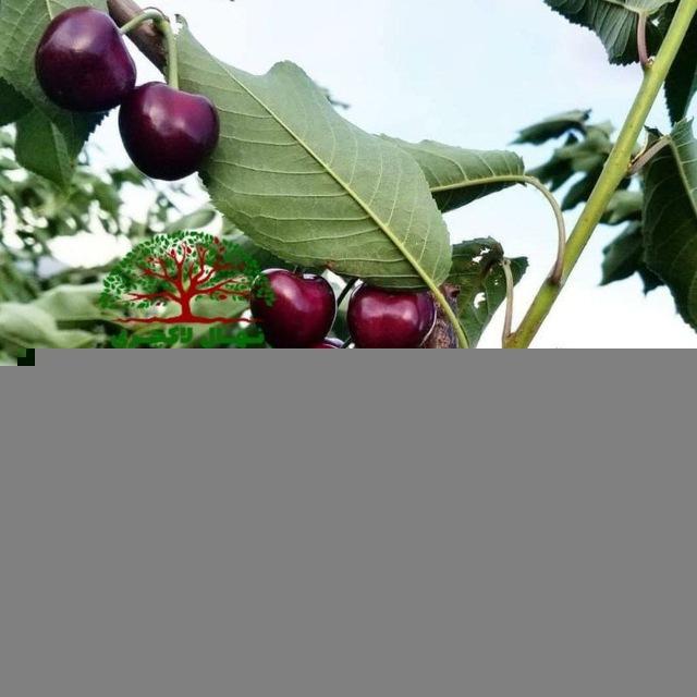 نهال گیلاس و آلبالو