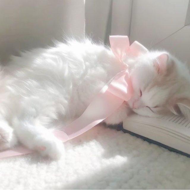 رِفّة
