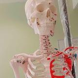 Practical Anatomy💀
