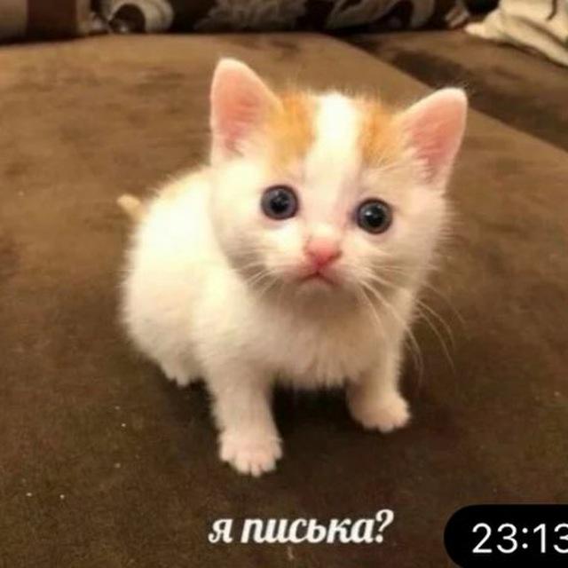 Прайс и отзывы ПОХУДЕНИЕ