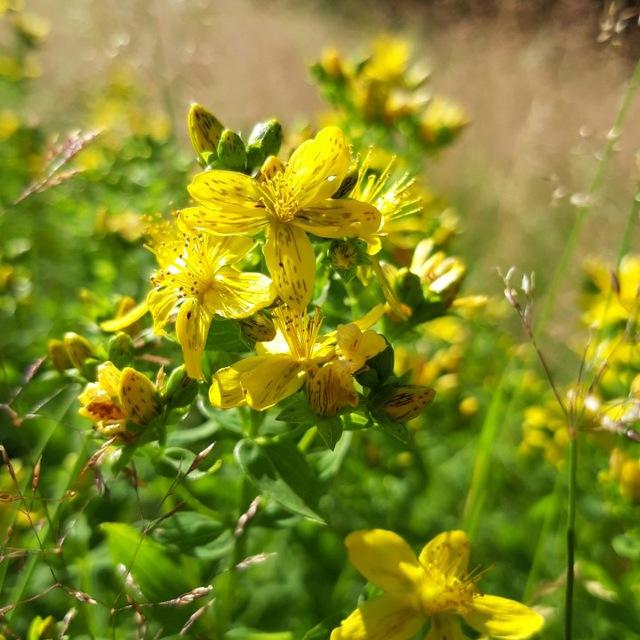 Wildkräuter&Kräuterzauber 🌿🌻🌾