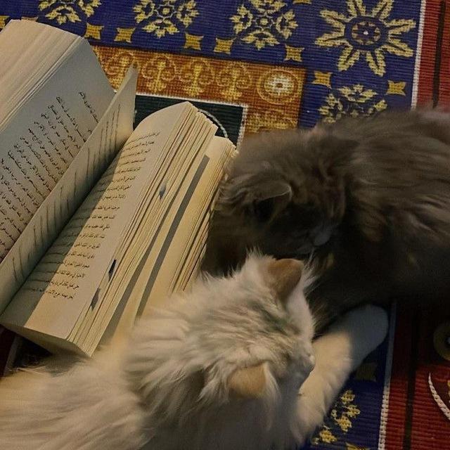 هُدى .