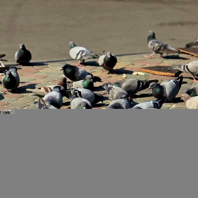 صُراحی