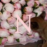 noália