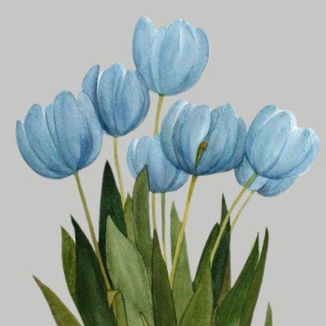 توليب|Tulip💙