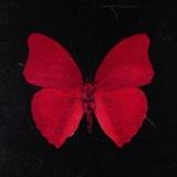 Butterfly wings ⟁