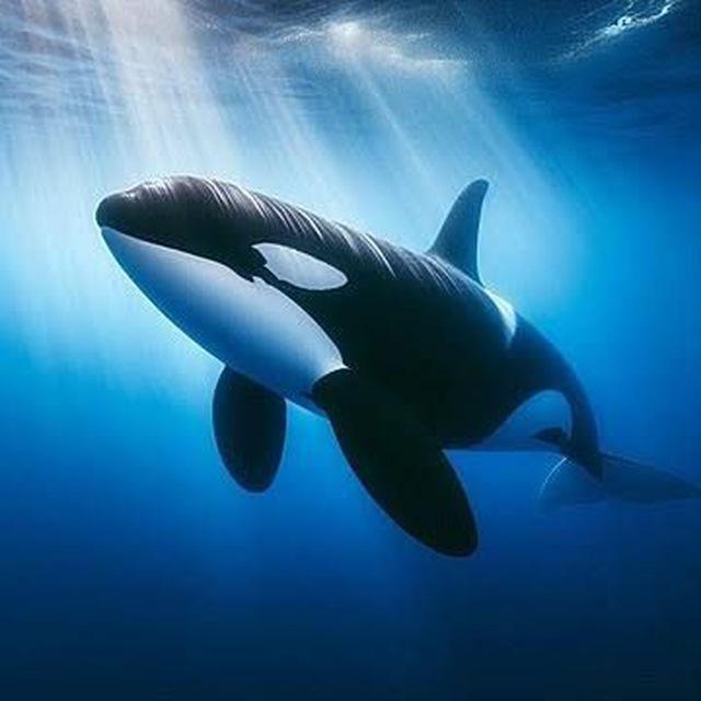 القناه العامه Whale CRYPTO لتوصيات ⚜️