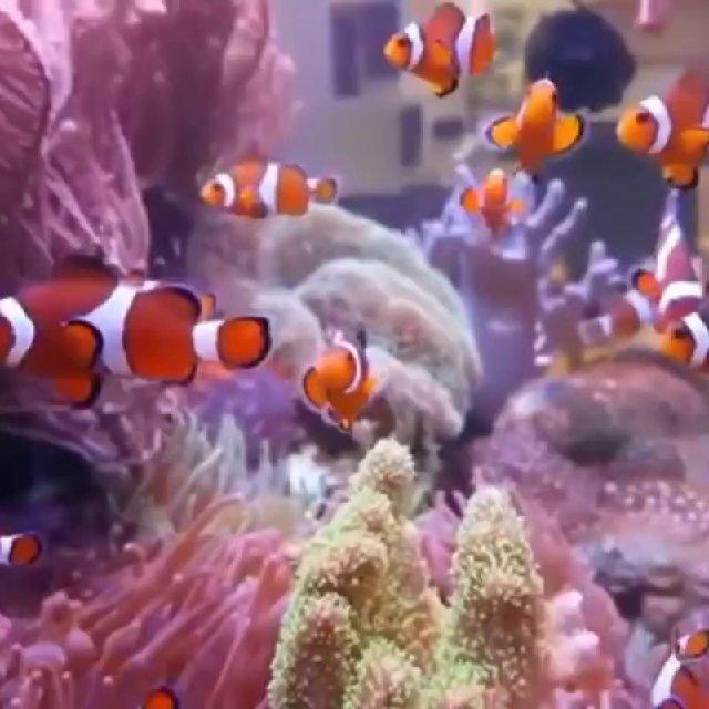🐠 Aquarium Fish and pet Shop Orai 🐠