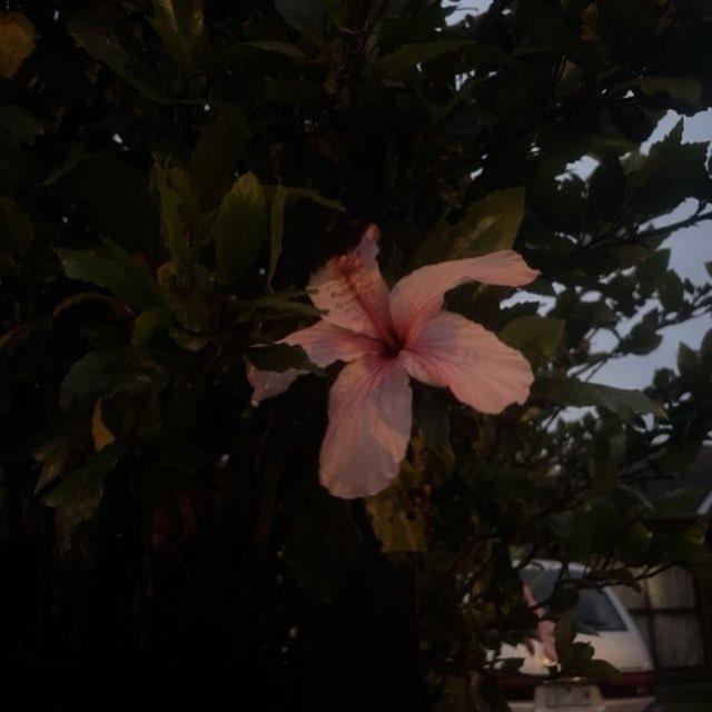 El