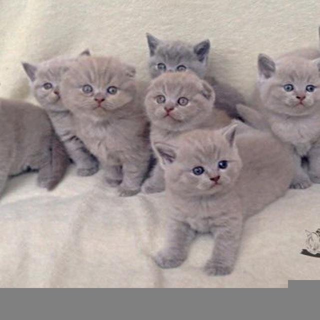 Продажа котят 🐱И на Вязку♥️