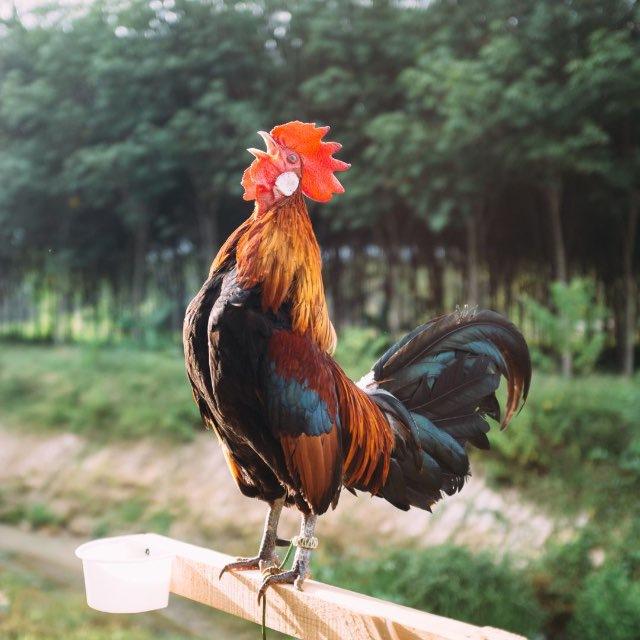 @Roostervideos @Rooster_videos2