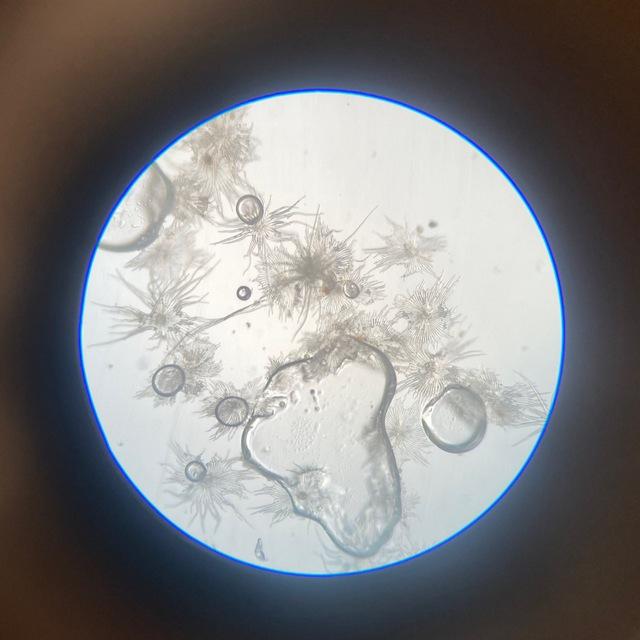 лекции лечебки 3 курс!!🧑🏼‍⚕️