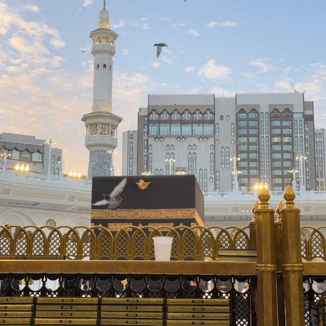 حيَاة.