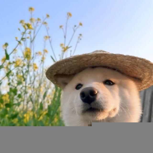 hanaemi999