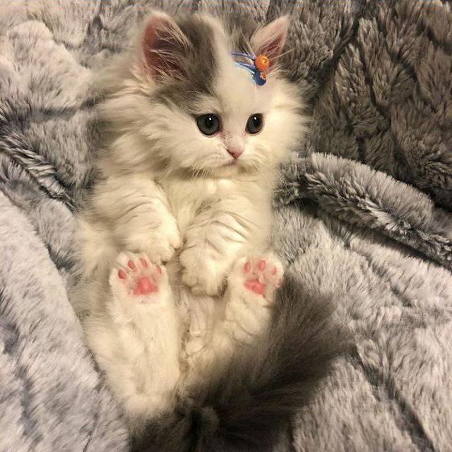 °•Cute cats•°