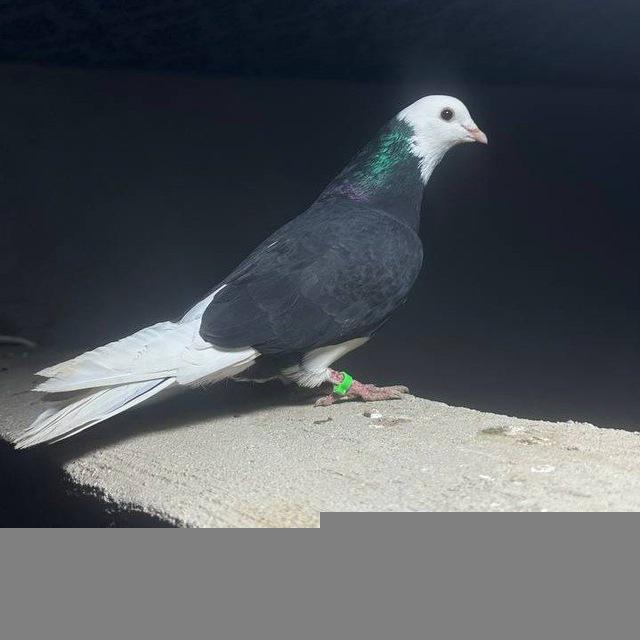 Qarshi - Mirishkor Kaptarlari