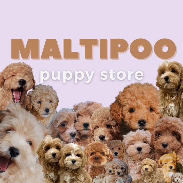 Maltipoo.puppy.store