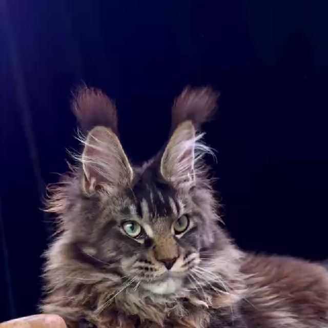 Maine Coon Cattery Unicum