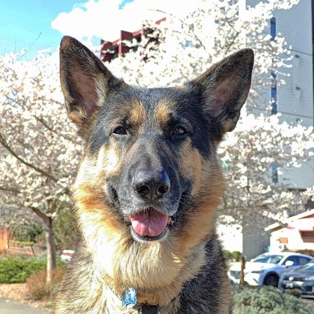Rex