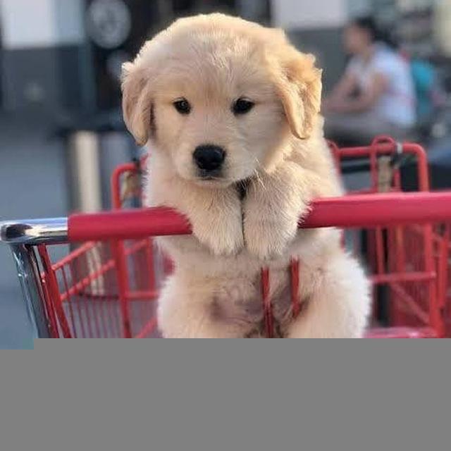 Cute Animals