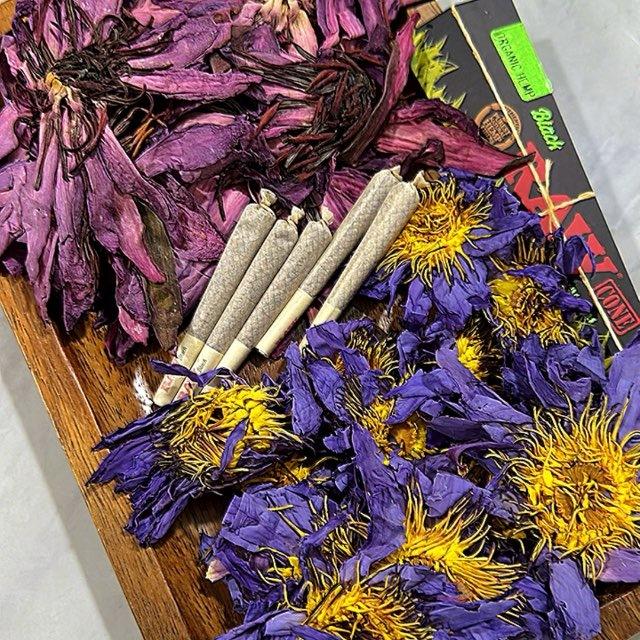 420- Rasta TTDI